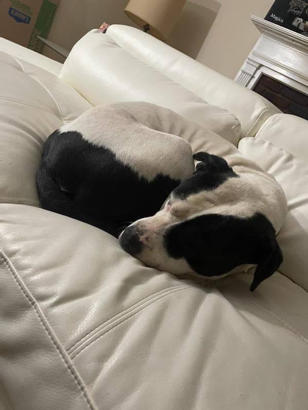 Cruella, an adoptable Labrador Retriever & Terrier Mix in Louisville, KY_image-5