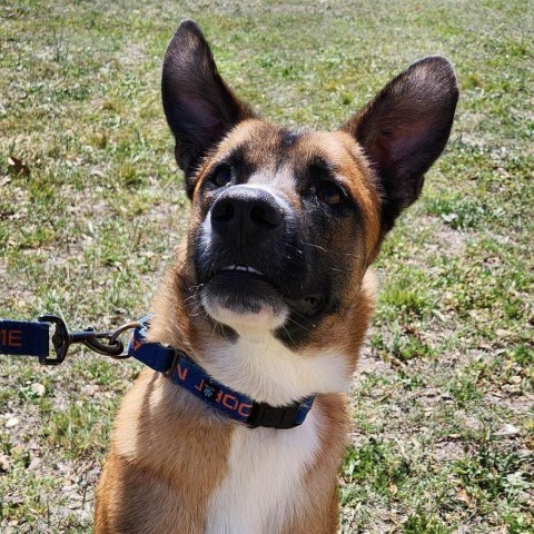 Dodger JuM*, an adoptable Belgian Shepherd / Malinois, German Shepherd Dog in Von Ormy, TX, 78073 | Photo Image 2