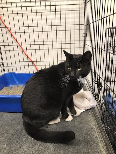 F115, an adoptable Domestic Short Hair in Mullins, SC, 29574 | Photo Image 1