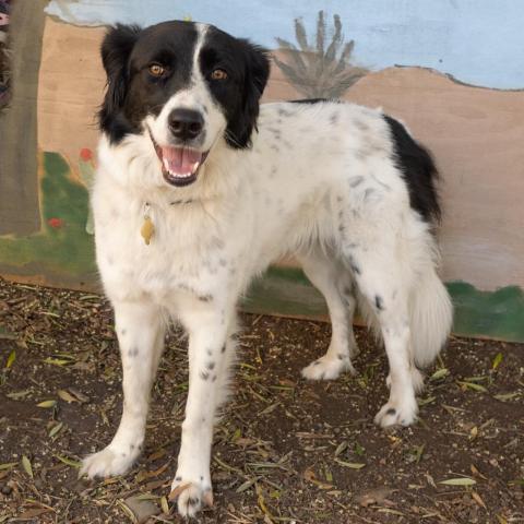 INDY, an adoptable Border Collie & Great Pyrenees Mix in Point Richmond, CA_image-2