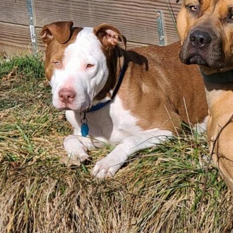 Zelda, an adoptable Pit Bull Terrier in Kansas City, MO, 64110 | Photo Image 2