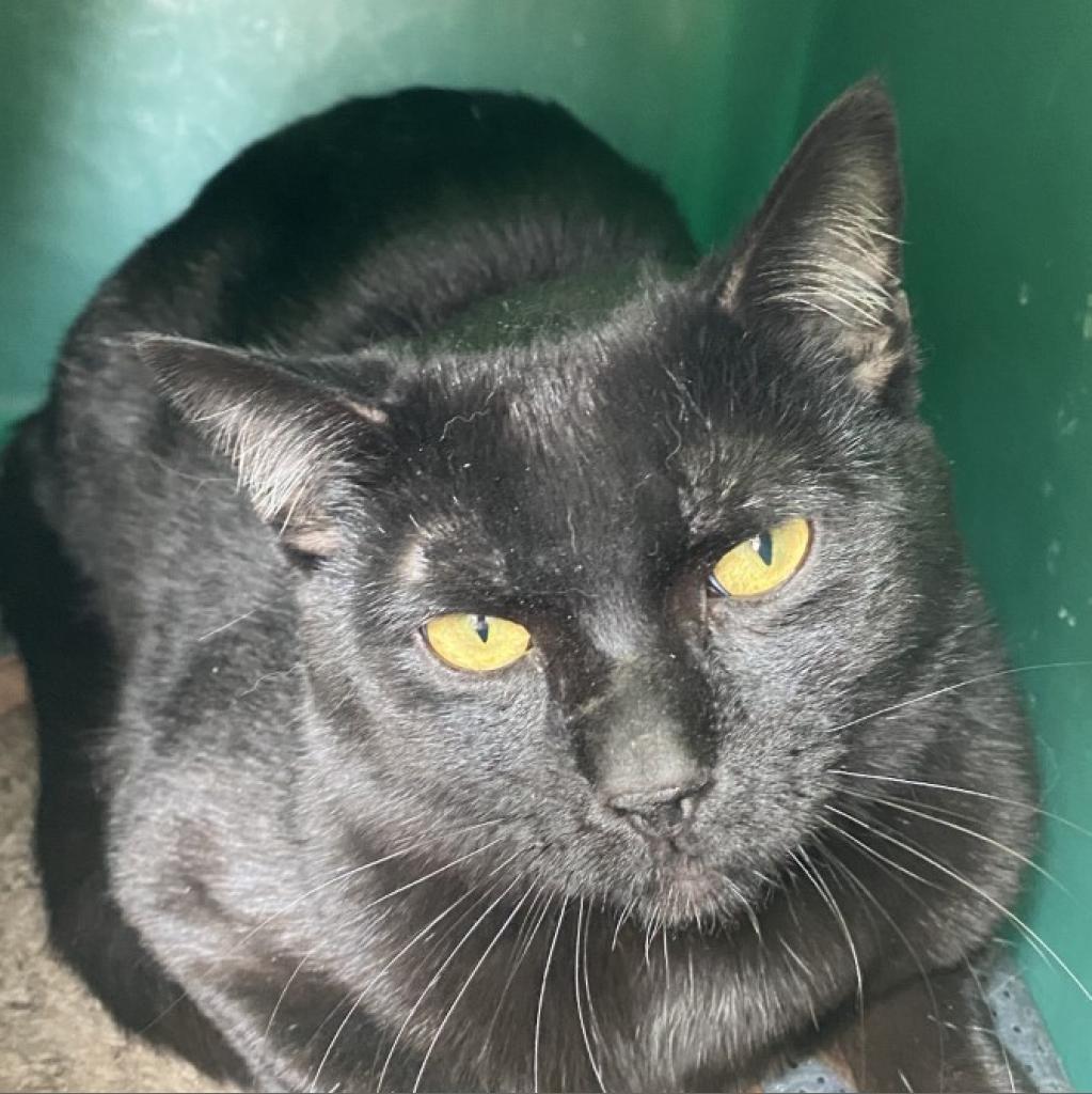 Hickory, an adoptable Domestic Short Hair in Kanab, UT, 84741 | Photo Image 1