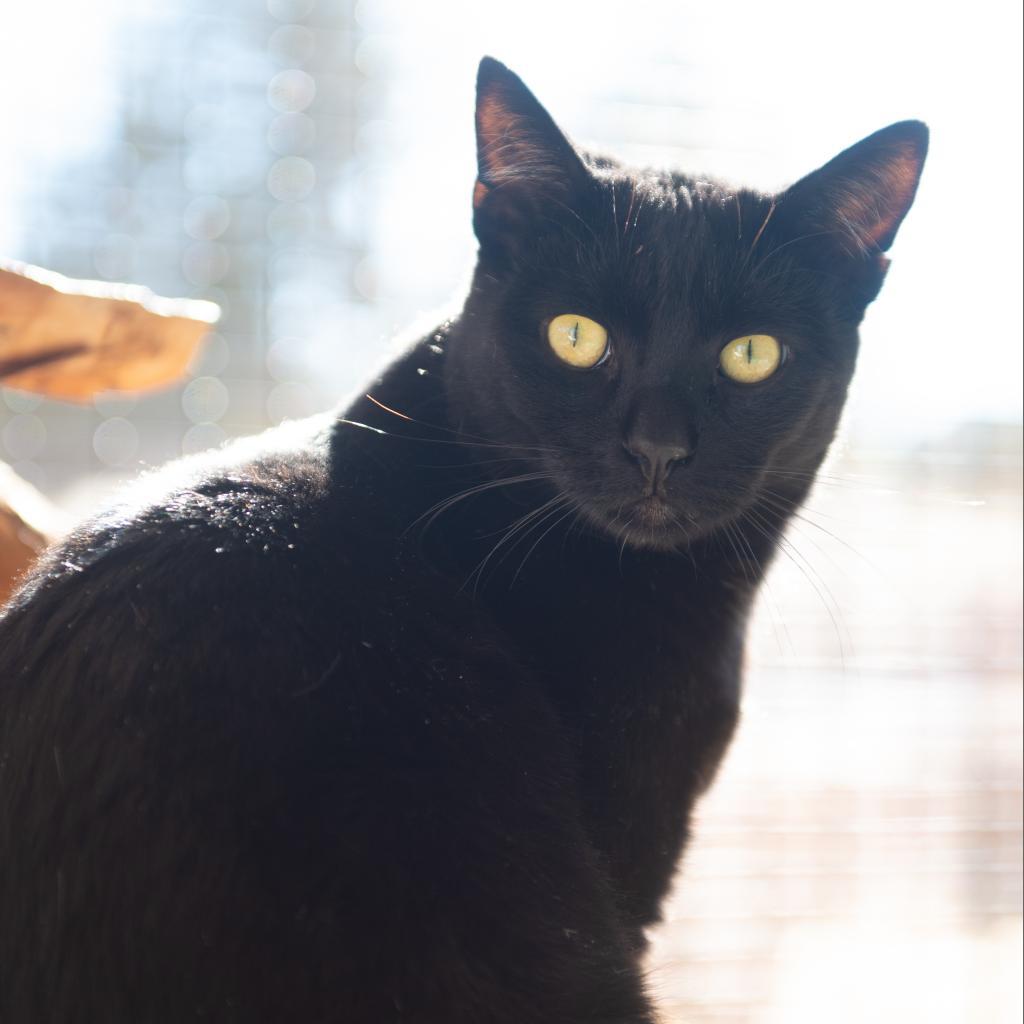 Hickory, an adoptable Domestic Short Hair in Kanab, UT, 84741 | Photo Image 5