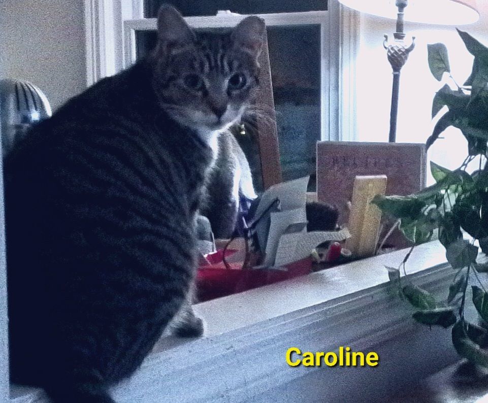 Caroline (bonded with Chunk), an adoptable Domestic Short Hair in Manchester, CT, 06040 | Photo Image 1