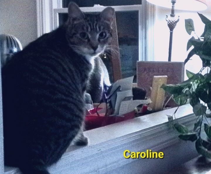 Caroline (bonded with Chunk), an adoptable Domestic Short Hair in Manchester, CT_image-1