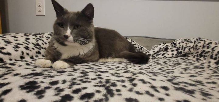 Chunk (FIV+, bonded with Caroline) 4