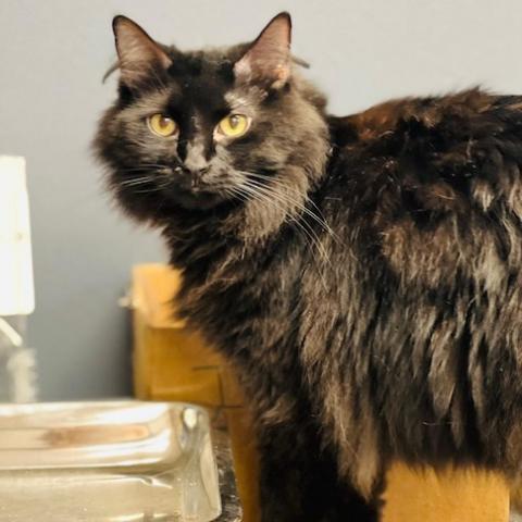 Ivy, an adoptable Domestic Long Hair & Domestic Short Hair Mix in Carroll, IA_image-4