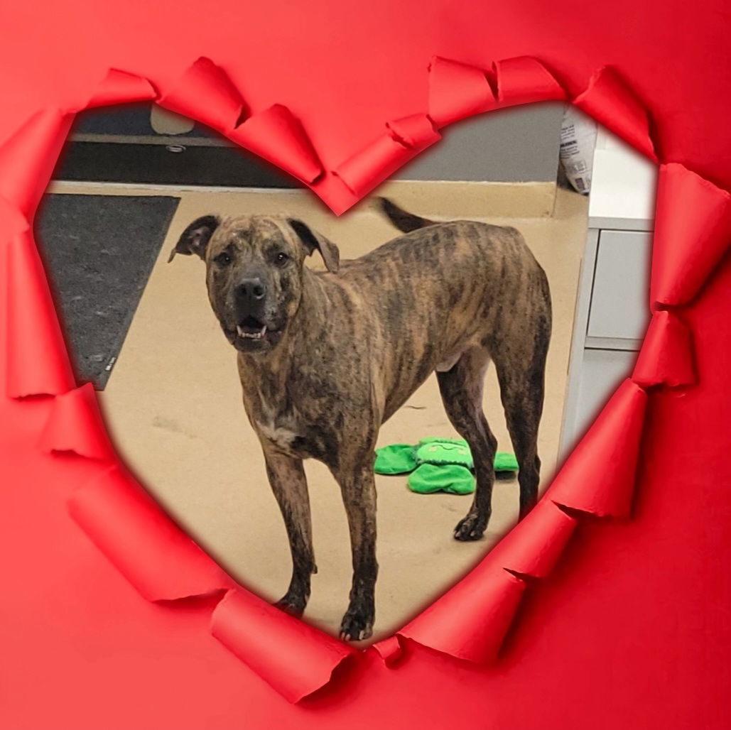 Blake - COURTESY POST, an adoptable Pit Bull Terrier in Akron, OH, 44310 | Photo Image 1