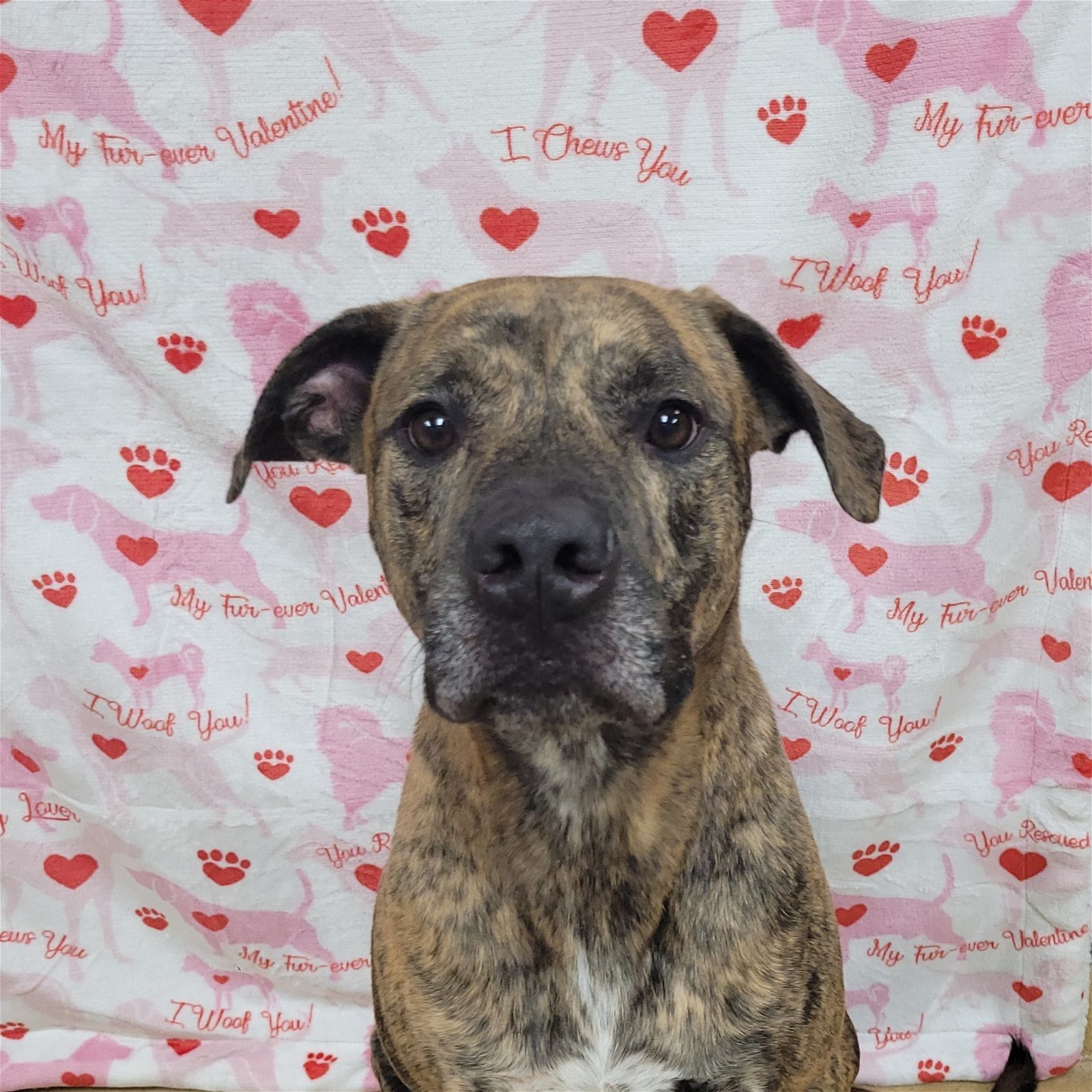 Blake - COURTESY POST, an adoptable Pit Bull Terrier in Akron, OH, 44310 | Photo Image 2