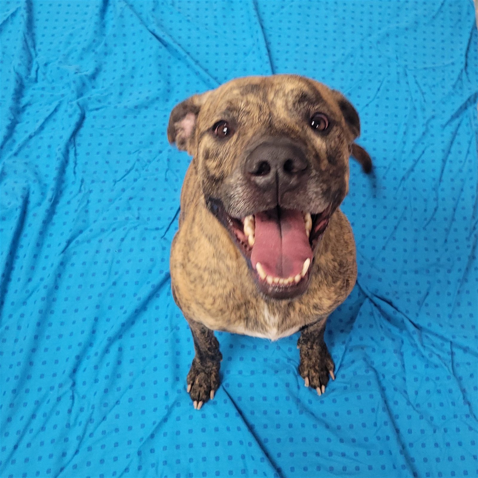 Blake - COURTESY POST, an adoptable Pit Bull Terrier in Akron, OH, 44310 | Photo Image 3
