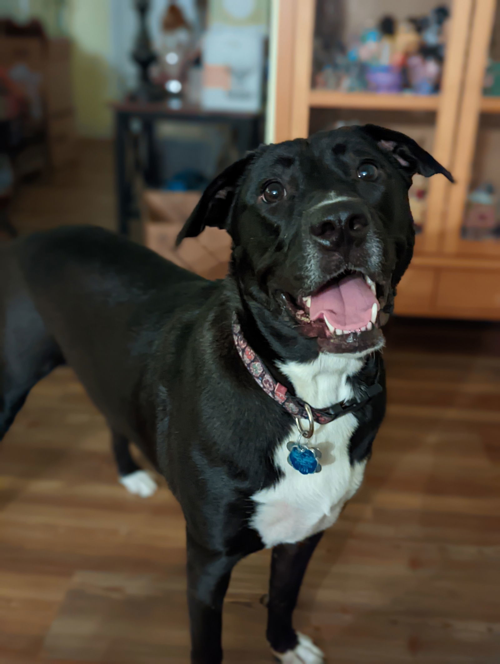 Lane, an adoptable Great Pyrenees, American Staffordshire Terrier in Holly Springs, NC, 27540 | Photo Image 1