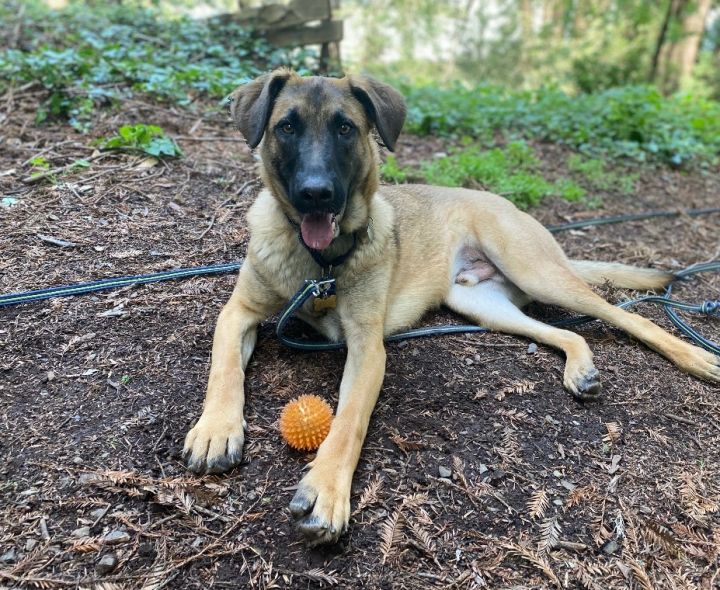 German shepherd best sale english mastiff