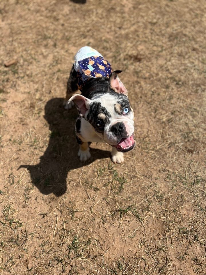 Declan, an adoptable American Bulldog in Oklahoma City, OK_image-5