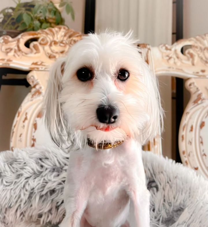 Peg, an adopted Chinese Crested Dog in Little Elm, TX_image-1