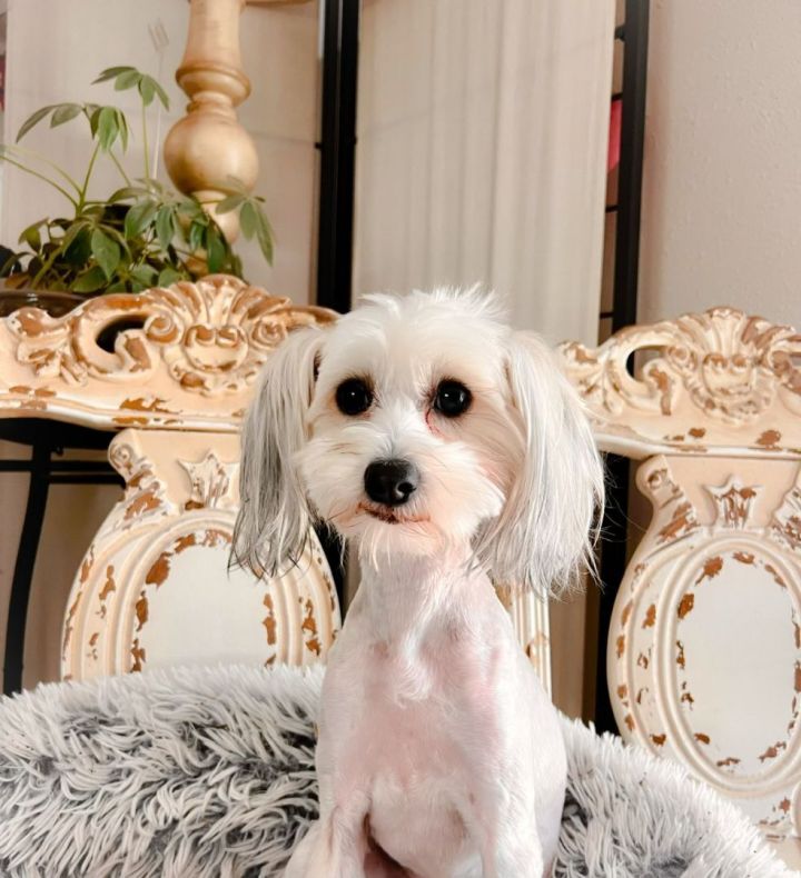 Peg, an adoptable Chinese Crested Dog in Little Elm, TX_image-3
