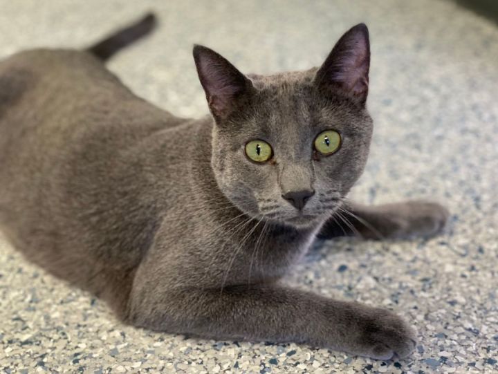Pinky, an adoptable Domestic Short Hair in Pierre, SD_image-1