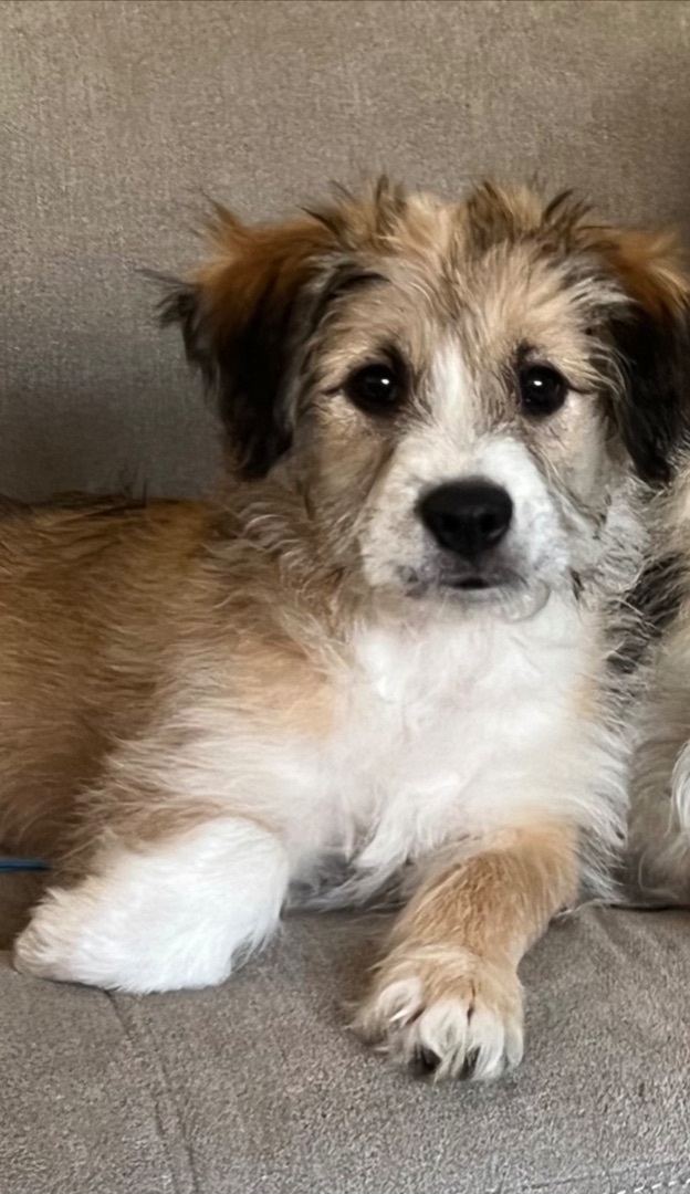 Pooh Bear, an adoptable Terrier & Wirehaired Terrier Mix in Little Elm, TX_image-2