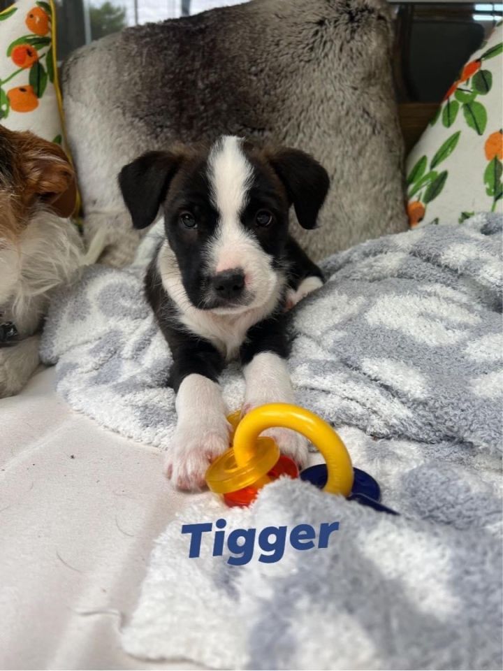 Tigger, an adoptable Terrier & Wirehaired Terrier Mix in Little Elm, TX_image-6