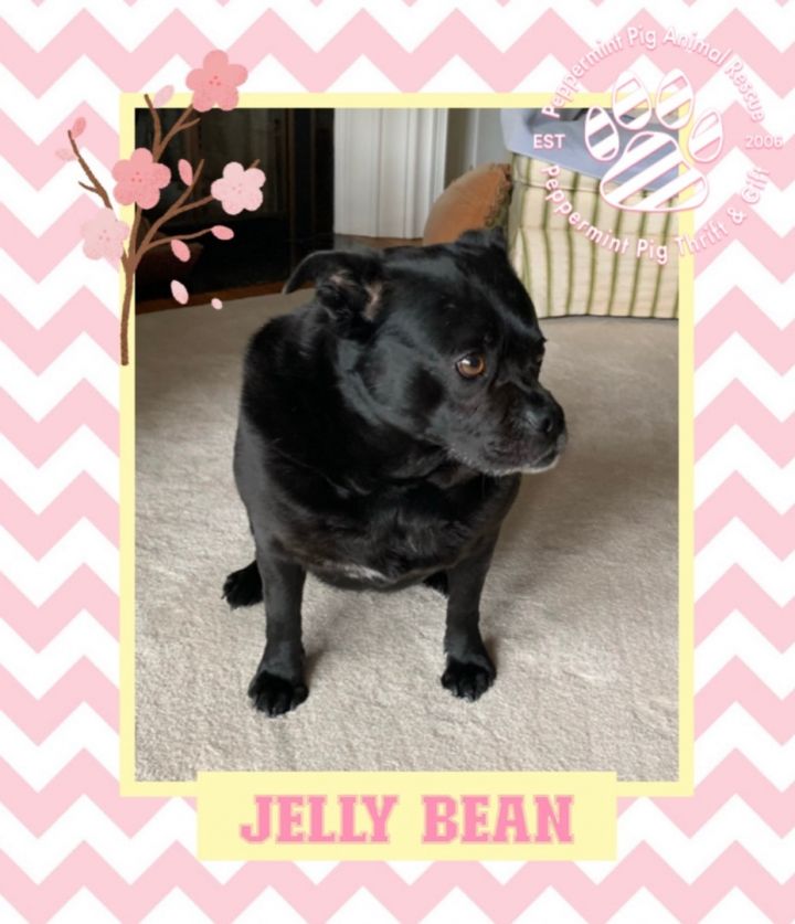 JELLY BEAN, an adoptable Pug Mix in Cincinnati, OH_image-3