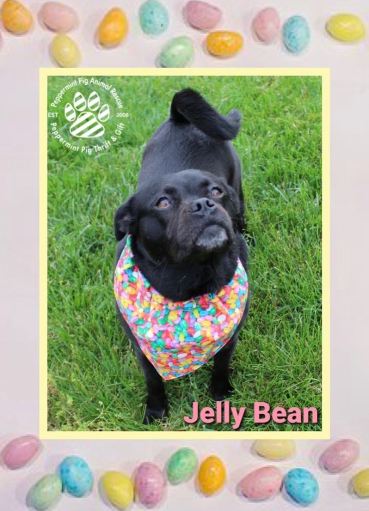 JELLY BEAN, an adoptable Pug Mix in Cincinnati, OH_image-4