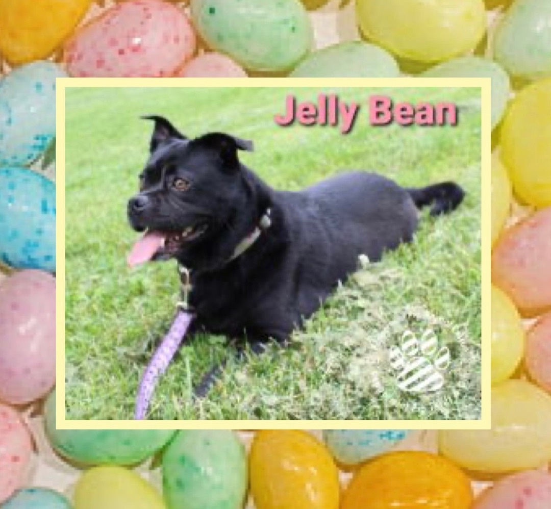 Jelly Bean detail page