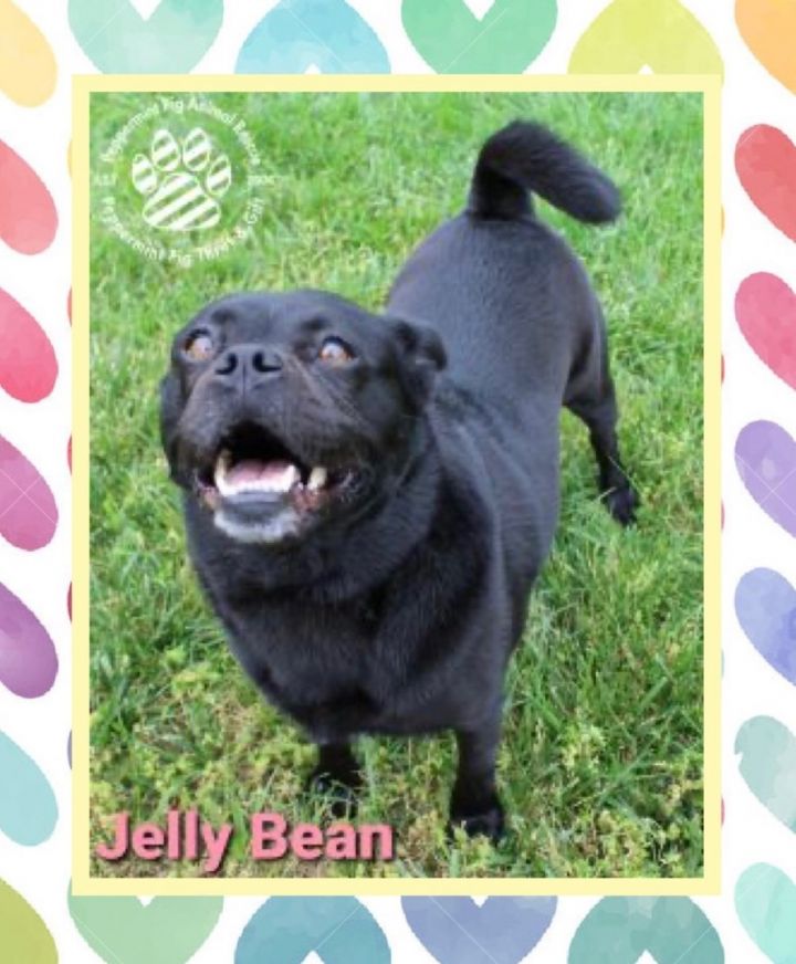JELLY BEAN, an adoptable Pug Mix in Cincinnati, OH_image-6