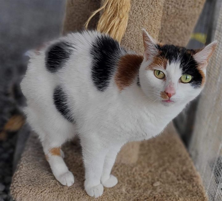CALLIE, an adoptable Calico Mix in Franklin, TN_image-1