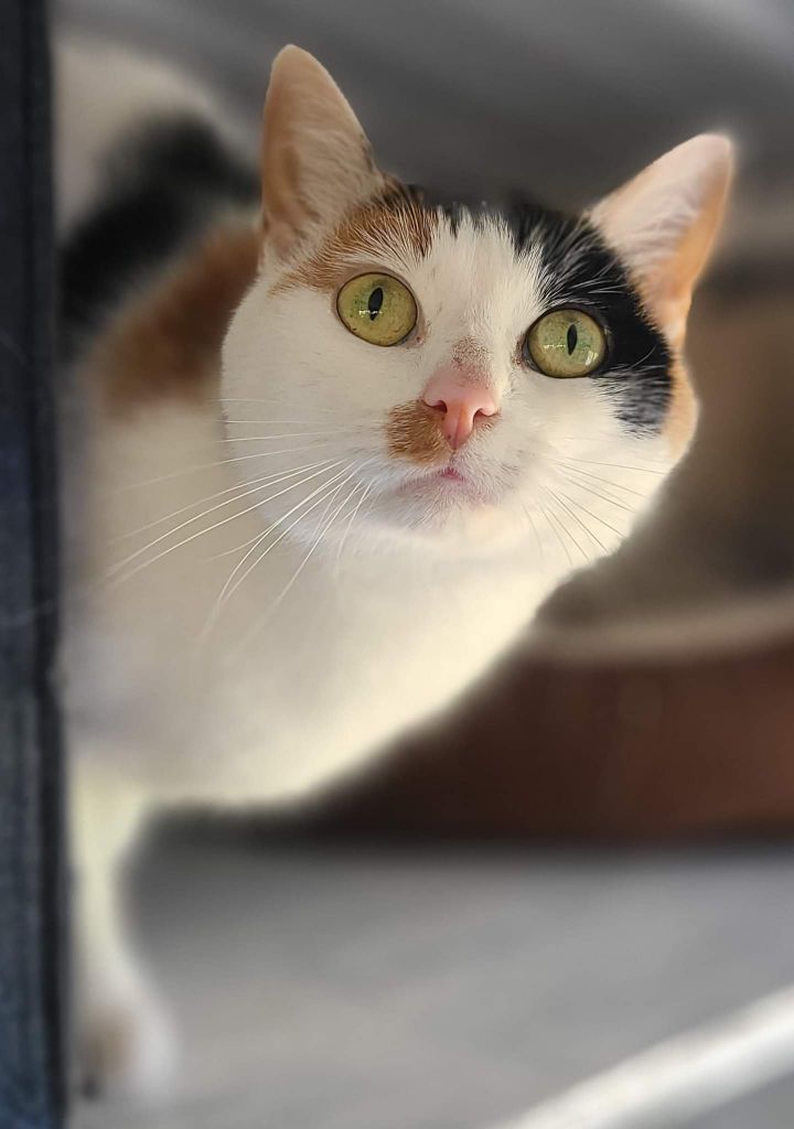 CALLIE, an adoptable Calico Mix in Franklin, TN_image-2