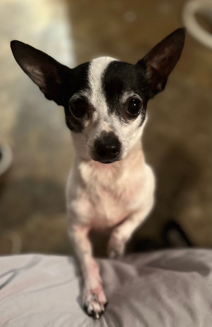 Lilly Ann, an adopted Toy Fox Terrier & Chihuahua Mix in Little Elm, TX_image-2
