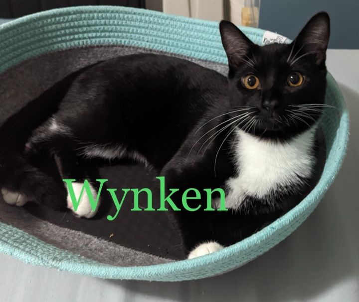 WYNKEN Kitten, an adoptable Domestic Short Hair in New Bern, NC_image-1