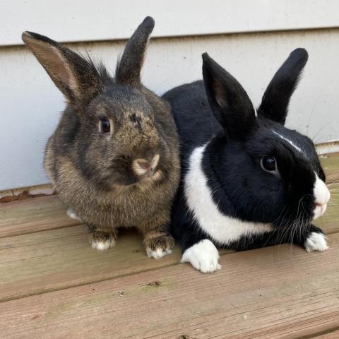 Reggie & Gabe 2