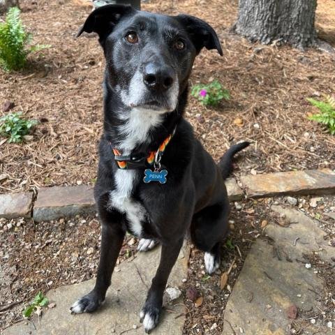 Penn, an adoptable Black Labrador Retriever in Dallas, TX_image-1