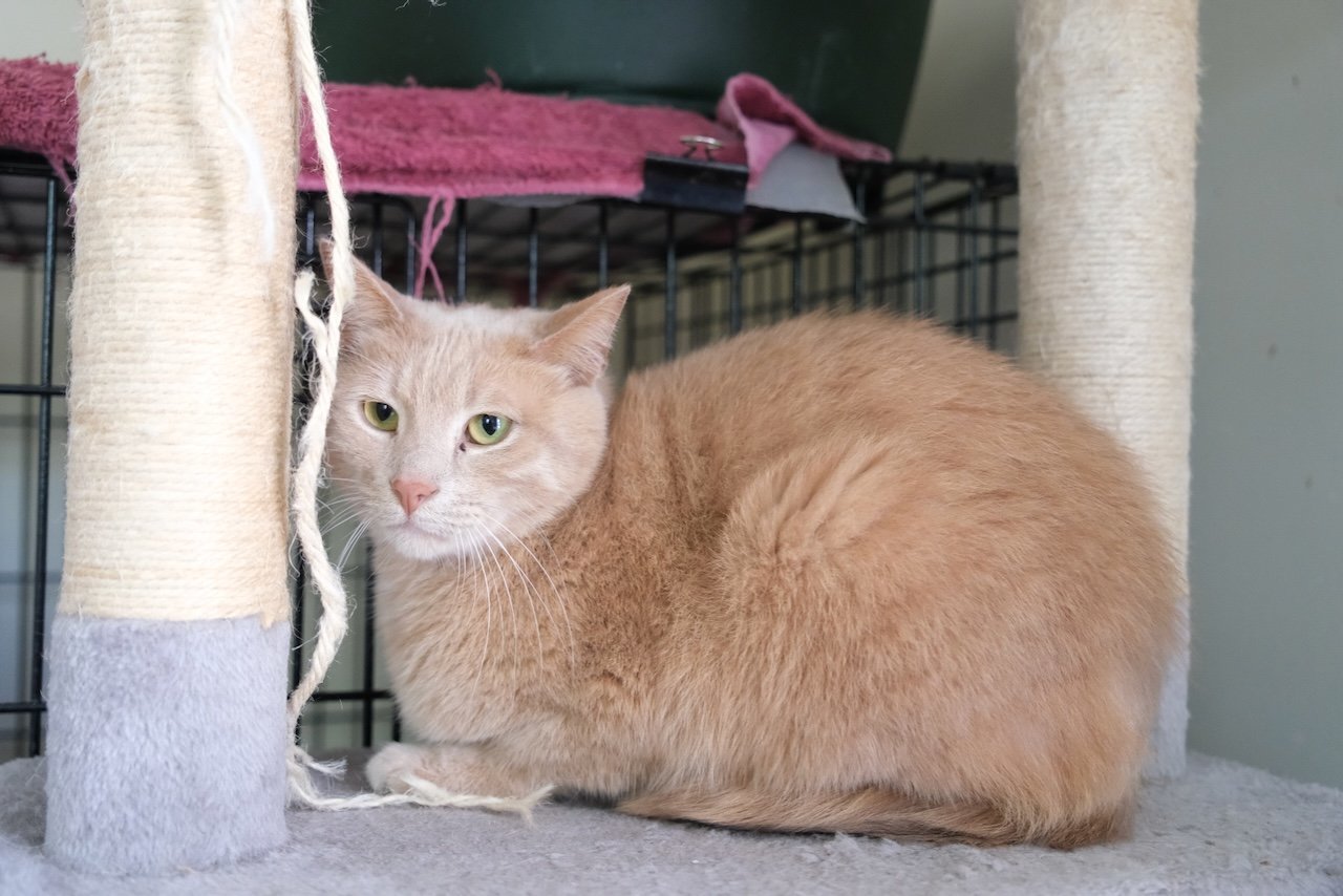 Indiana, an adoptable Domestic Short Hair in Markham, ON, L3R 9A8 | Photo Image 1