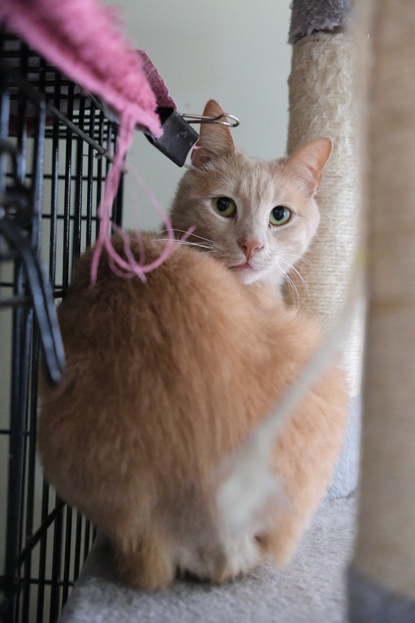 Indiana, an adoptable Domestic Short Hair in Markham, ON, L3R 9A8 | Photo Image 3
