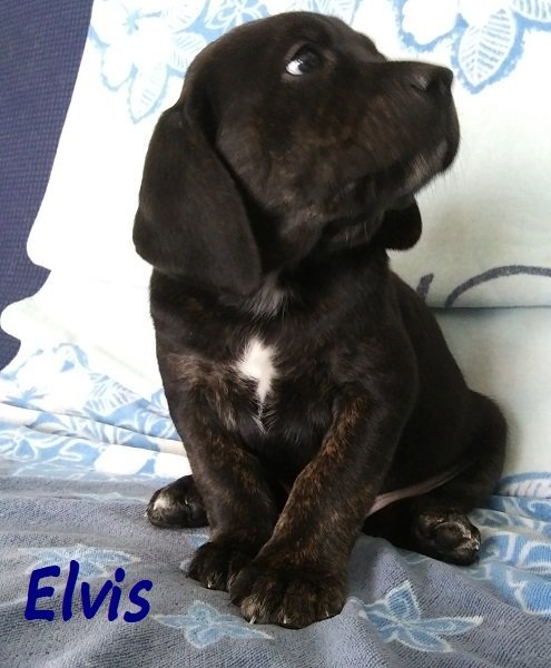 Elvis