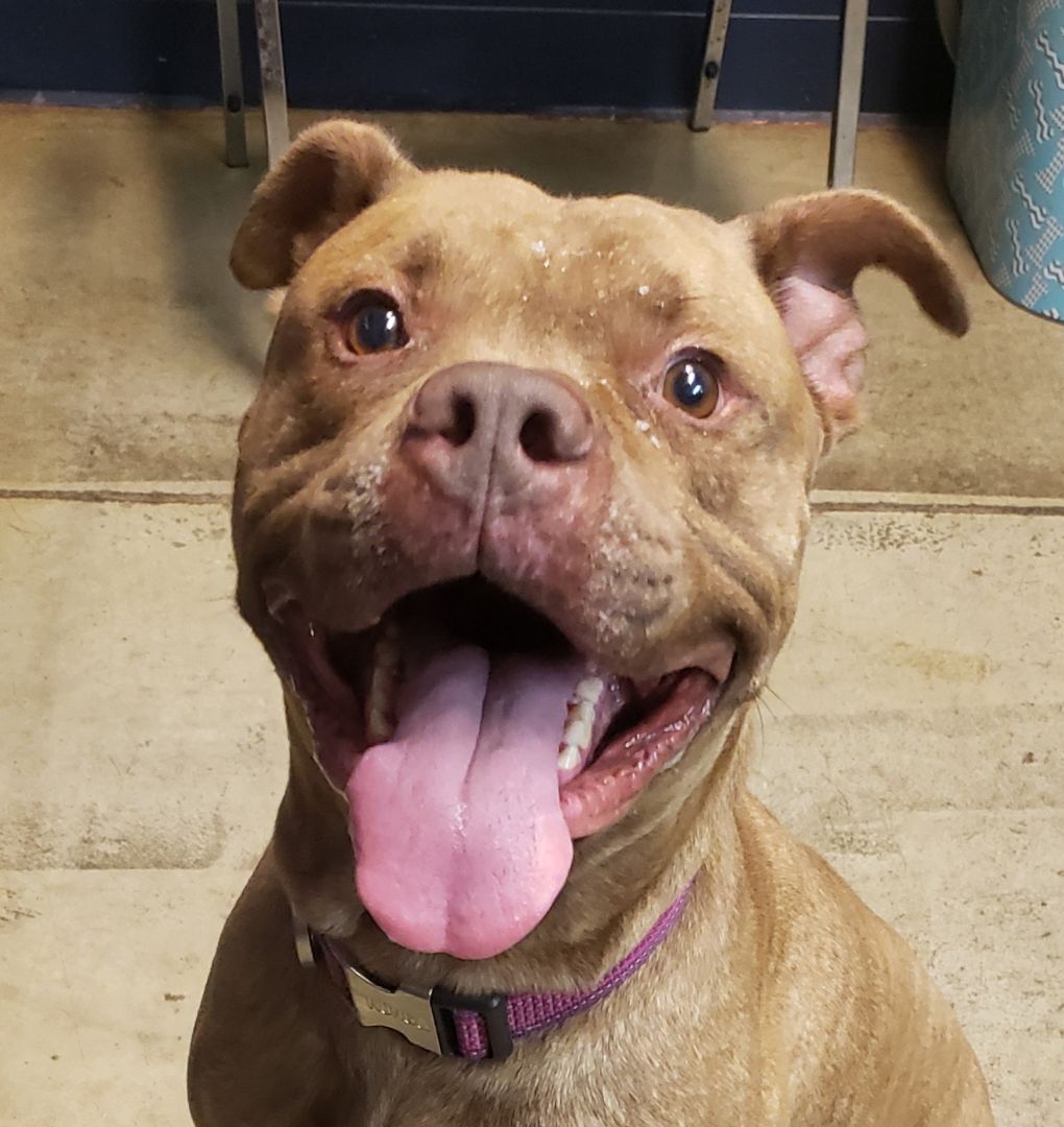 Heller (Prison Program)- REDUCED ADOPTION FEE, an adoptable Pit Bull Terrier in Mansfield, OH, 44904 | Photo Image 1