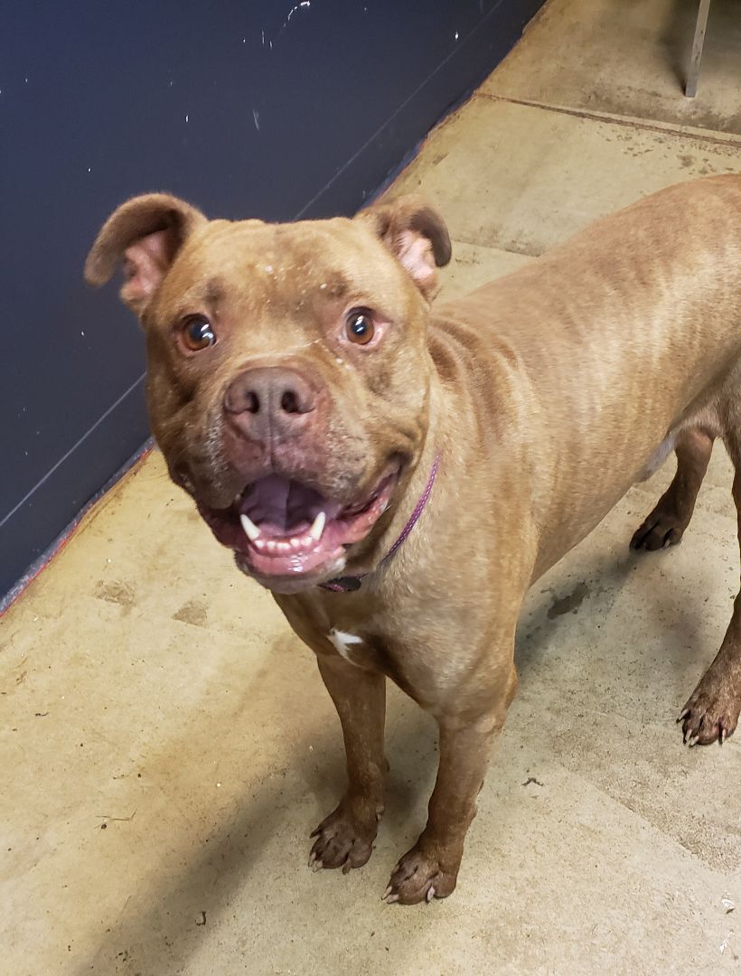 Heller (Prison Program)- REDUCED ADOPTION FEE, an adoptable Pit Bull Terrier in Mansfield, OH, 44904 | Photo Image 2