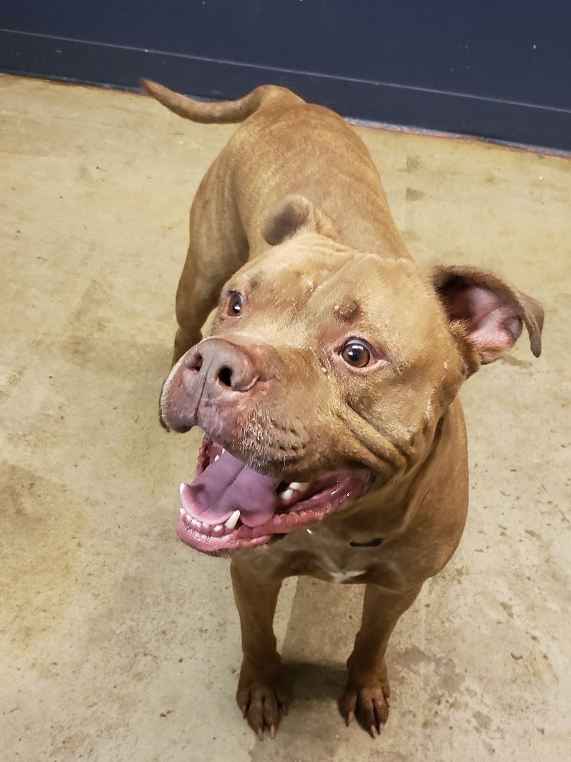 Heller (Prison Program)- REDUCED ADOPTION FEE, an adoptable Pit Bull Terrier in Mansfield, OH, 44904 | Photo Image 3