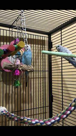 Bluey & Friend, an adoptable Budgie / Budgerigar in North Babylon, NY_image-1