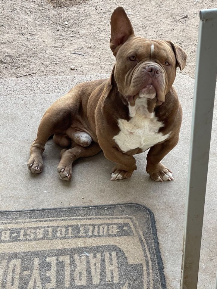 Basset hound and cheap english bulldog mix