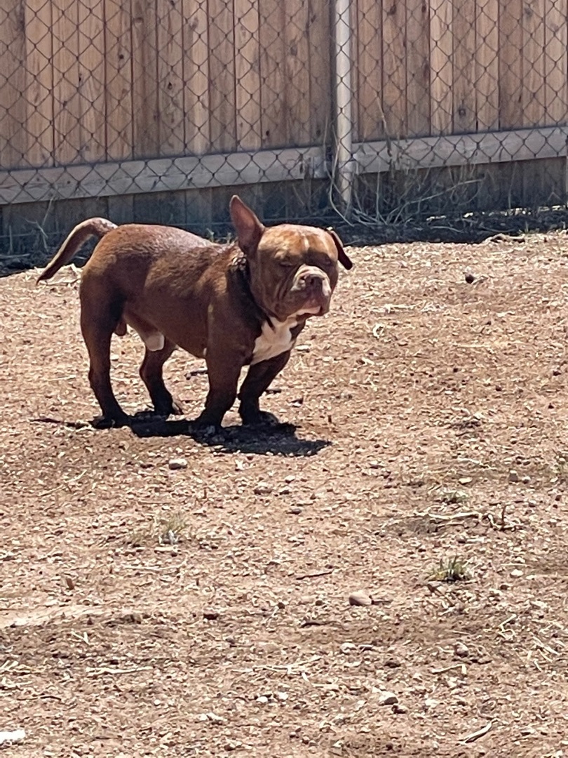 Hank, an adoptable English Bulldog, Basset Hound in AMARILLO, TX, 79108 | Photo Image 3