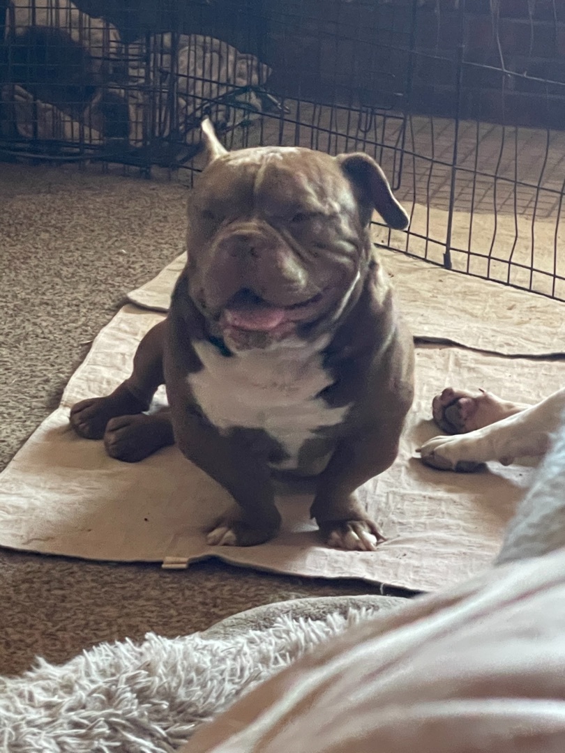 Hank, an adoptable English Bulldog, Basset Hound in AMARILLO, TX, 79108 | Photo Image 4