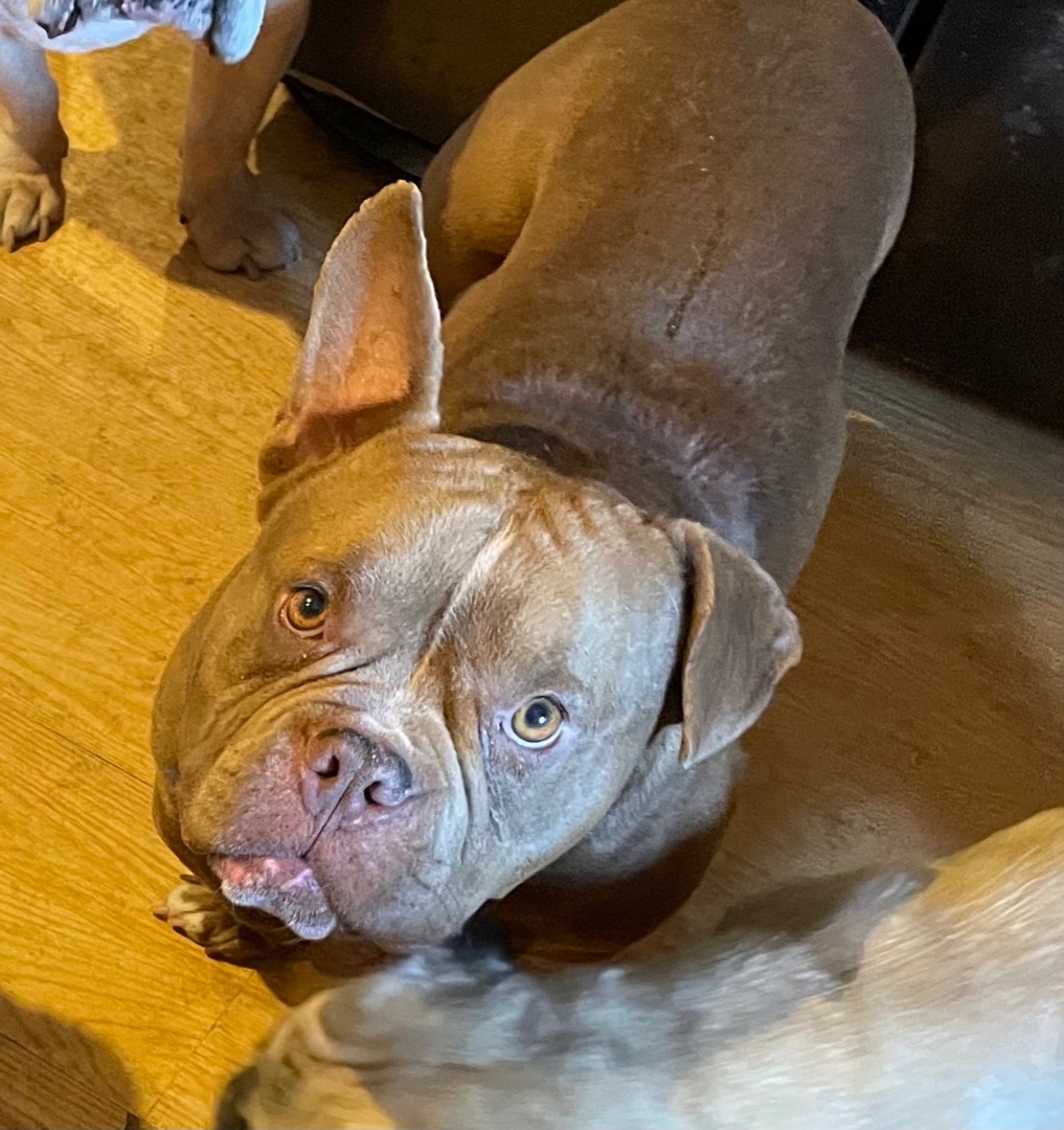 Hank, an adoptable English Bulldog, Basset Hound in AMARILLO, TX, 79108 | Photo Image 5