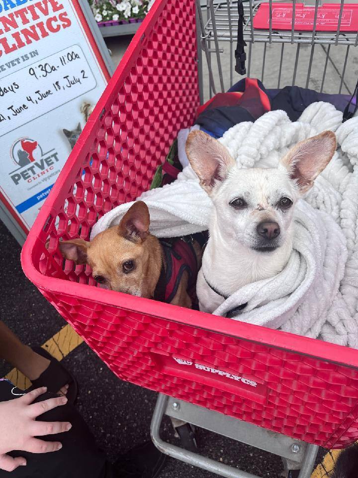 Pickle & Waitrose Bonded Chis, an adoptable Chihuahua Mix in New York, NY_image-3