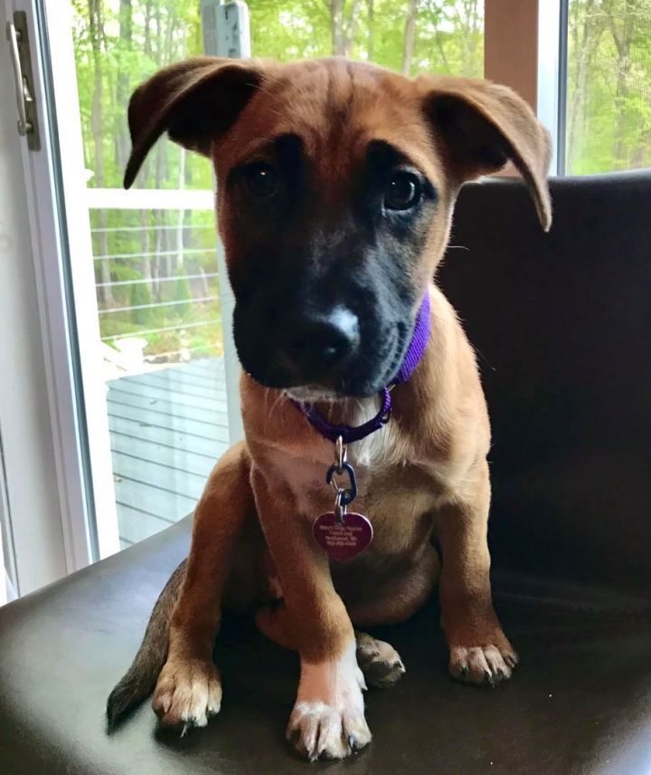 Edie *HERE IN NH*, an adoptable Mixed Breed in Northwood, NH_image-1