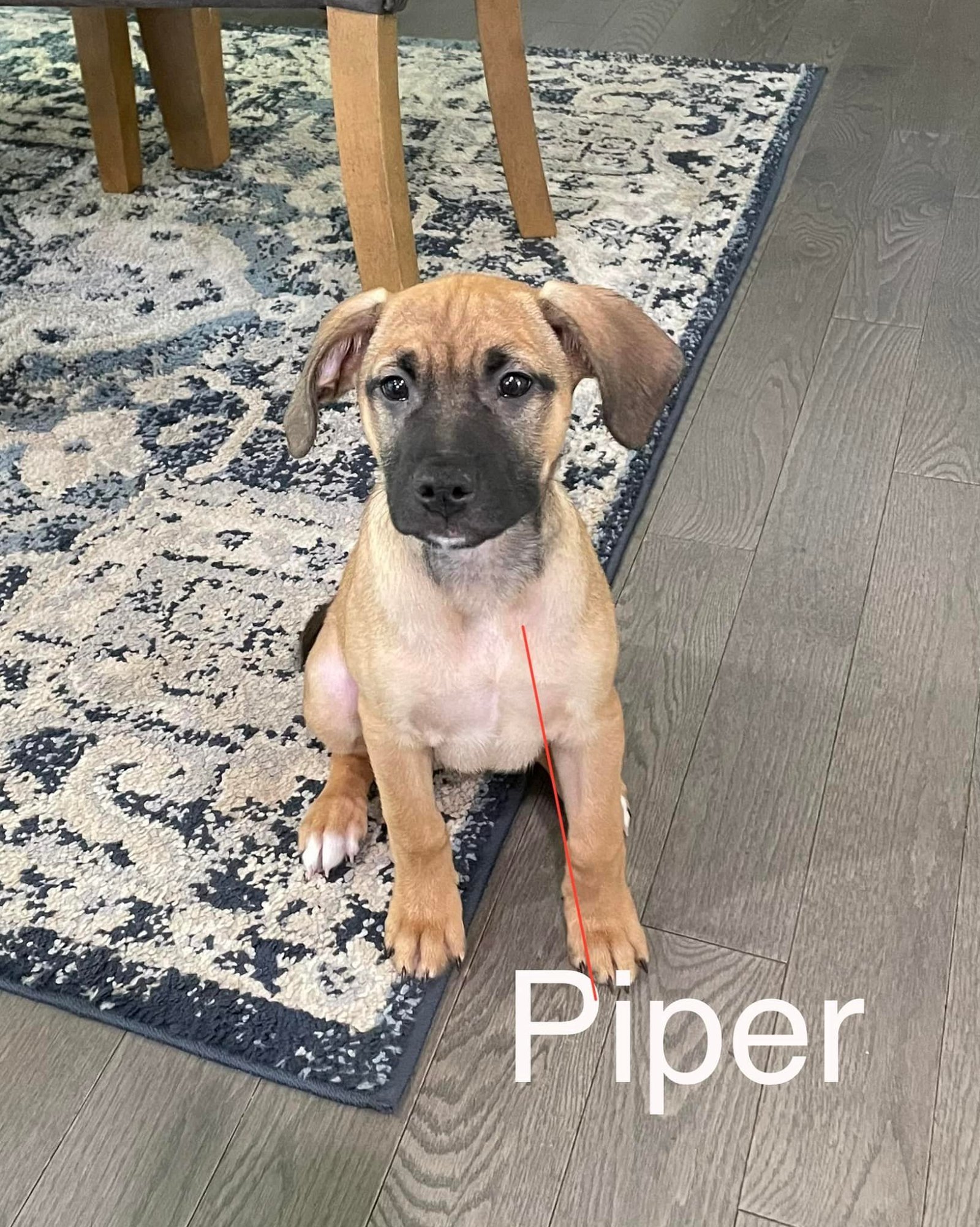 Baby Piper