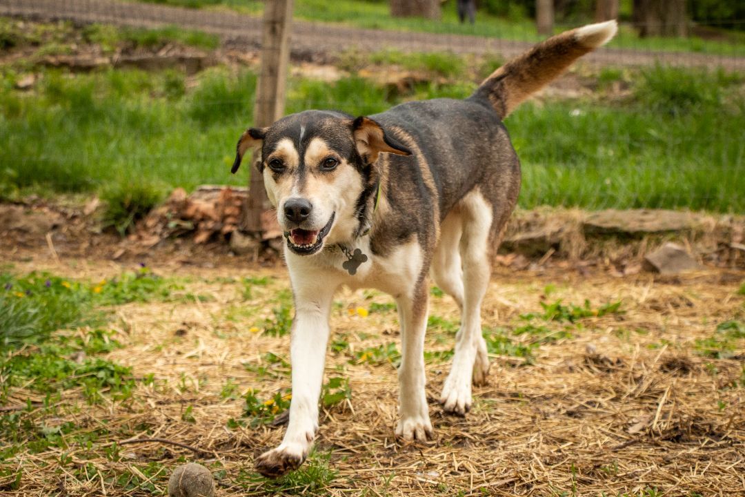 Timber, an adoptable Husky in Parkville, MO, 64152 | Photo Image 3