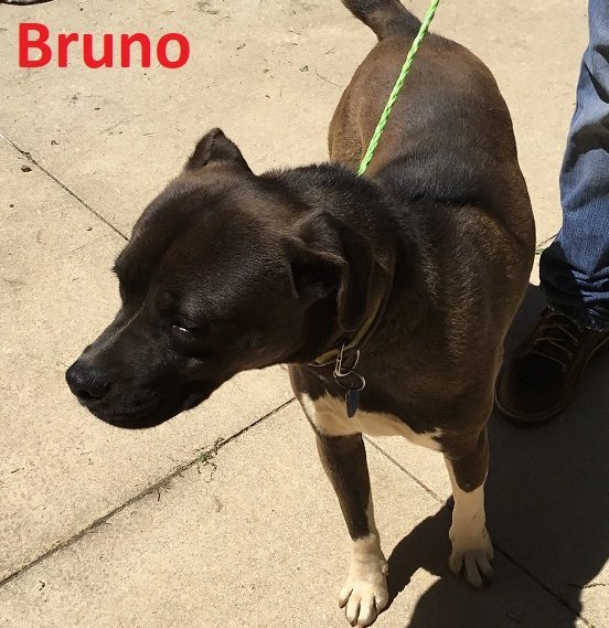 Bruno