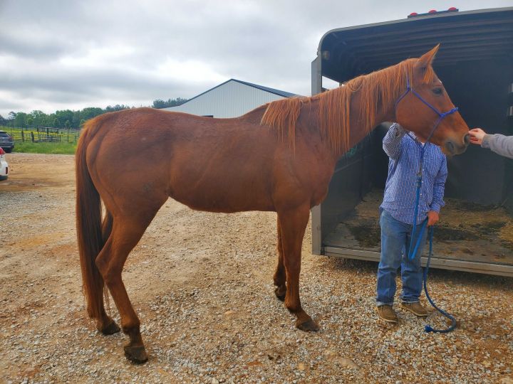 Tripp (Unavailable/Hold), an adopted Thoroughbred in Hohenwald , TN_image-2