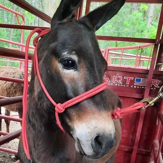 Elliot (Quarantine), an adoptable Mule in Hohenwald , TN_image-1